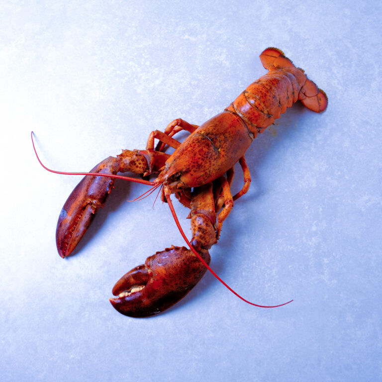 kreeft-gekookt-oosterschelde